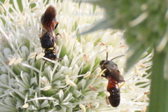 Hylaeus ornatus