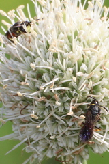 Hylaeus ornatus