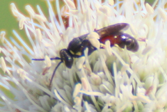 Hylaeus ornatus