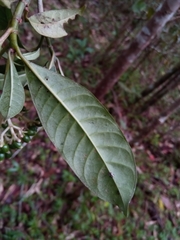 Chassalia acutiflora