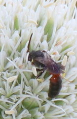 Hylaeus ornatus