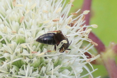Hylaeus ornatus