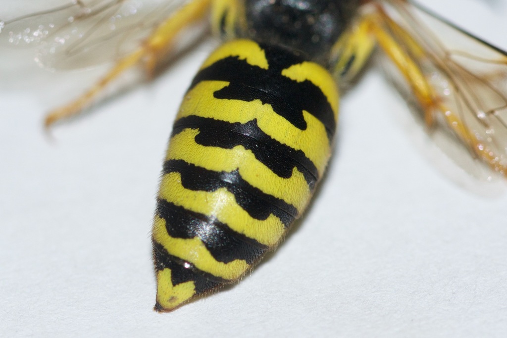 Stictiella emarginata
