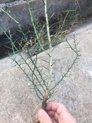 Citrus glauca
