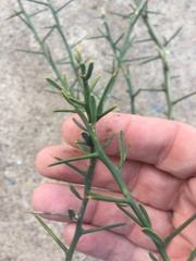 Citrus glauca