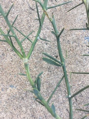 Citrus glauca