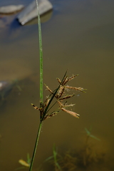 Cyperus longus tenuiflorus