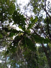 Anthocleista amplexicaulis