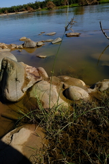 Cyperus longus tenuiflorus