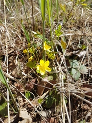 Waldsteinia ternata
