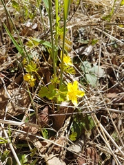 Waldsteinia ternata