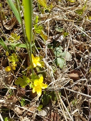 Waldsteinia ternata