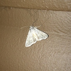 Oncocnemidinae