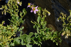 Fagonia capensis