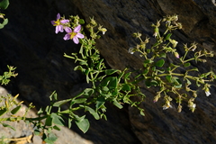 Fagonia capensis