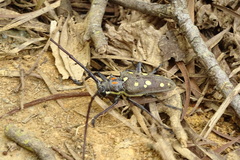Batocera rubus