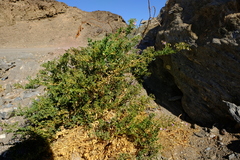 Fagonia capensis