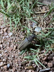 Enaphalodes hispicornis