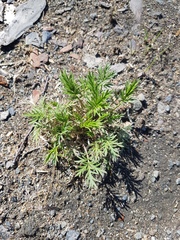 Potentilla