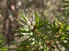 Darwinia procera