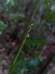 Paspalum nutans