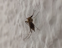Aedes caspius