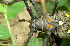 Batocera rubus