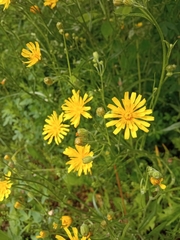 Crepis tectorum