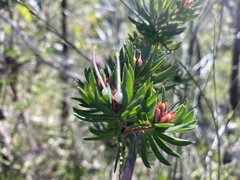 Darwinia procera