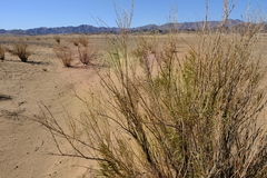 Ectadium virgatum