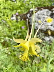 Aquilegia pyrenaica