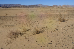 Ectadium virgatum