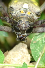 Batocera rubus