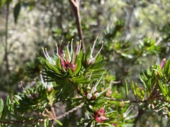 Darwinia procera