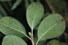 Rhaphiolepis umbellata