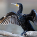 Phalacrocorax carbo novaehollandiae - Photo (c) Kazredracer, alguns direitos reservados (CC BY-NC-ND)