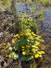 Caltha fistulosa