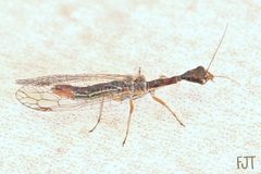 Raphidiidae