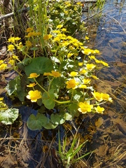 Caltha fistulosa