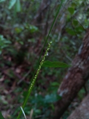 Paspalum nutans