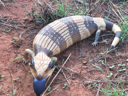 Tiliqua occipitalis