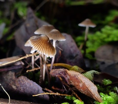 Mycena albidofusca