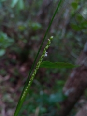 Paspalum nutans