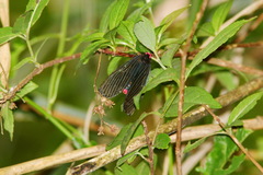 Histia flabellicornis