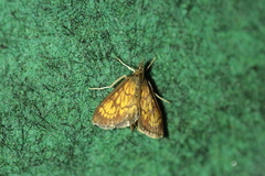 Ecpyrrhorrhoe rubiginalis
