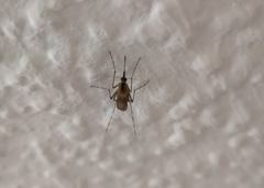 Aedes caspius