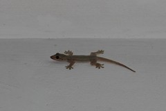 Hemidactylus platyurus