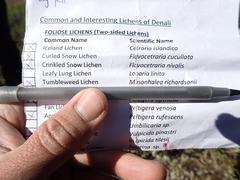 Masonhalea richardsonii