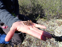 Masonhalea richardsonii