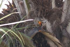 Heliosciurus gambianus